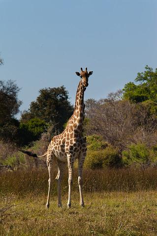 071 Okavango Delta, giraf.jpg
